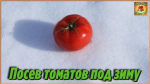 Гениальная идея Теперь никакой рассады Уникальный способ посадки томатов под зиму Дачные советы