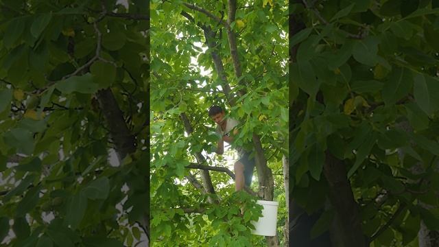 Заготовка зелёных грецких орехов. Высылаем сезонно только в июне! #мариславна #грецкийорех смотреть онлайн