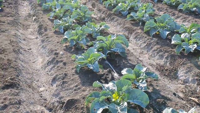 Овощи растут. Цветная Капуста Форталеза F1, Фридом F1, Моментум F1. смотреть онлайн