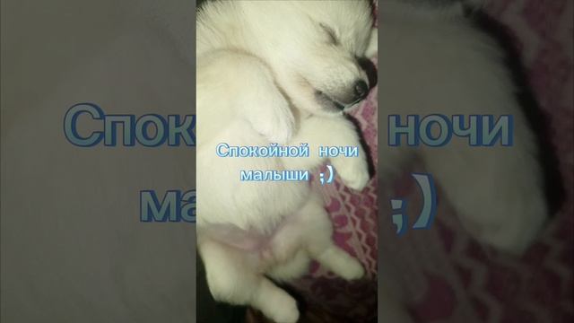 1 месяц щенок Спокойной ночи малыши :)