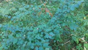 Кизильник черноплодный. Небольшой обзор