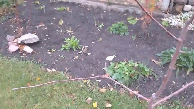 ОСЕННЯЯ ОБРЕЗКА ЯБЛОНИ смотреть онлайн