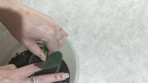 посадка Пеперомия туполистная.