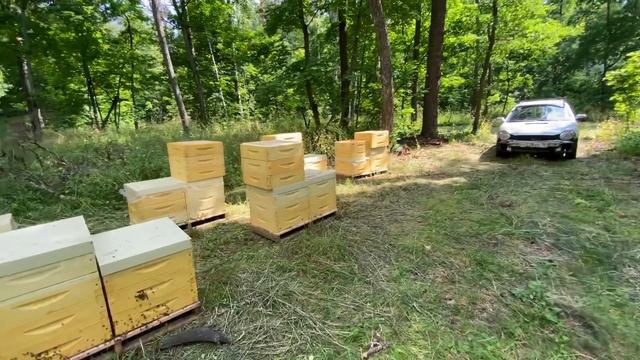 На липу смотреть онлайн