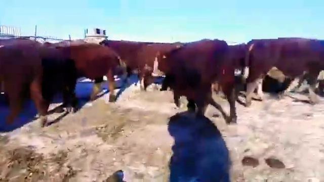 Город Оренбург купили зимой бычков смотреть онлайн