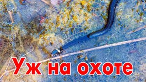 Уж охотится на лягушек на озере Увильды
