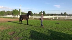 Учим лошадь грузиться в коневоз