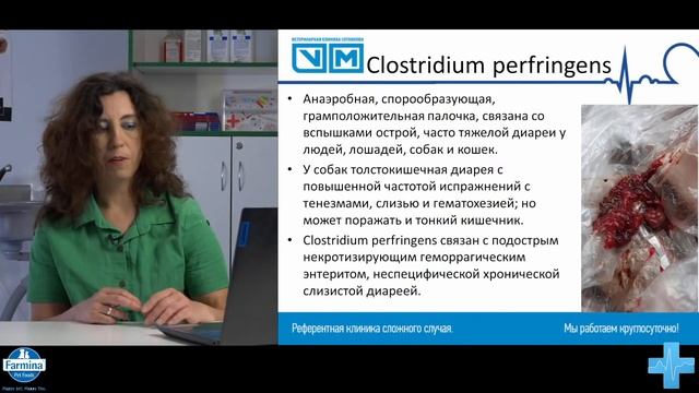 Острые гастроэнтериты собак и кошек смотреть онлайн
