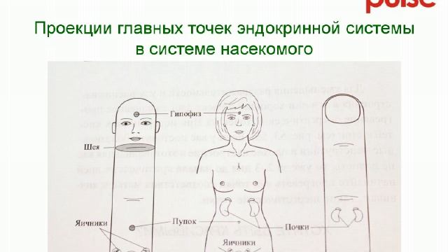 Женская красота и здоровье в Су Джок