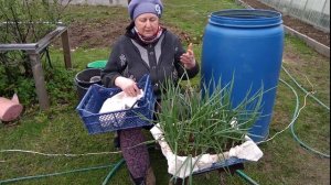 Как вырастить свежую раннюю зелень.Как сделать грядку переноску.mp4