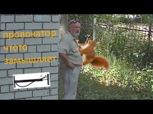 202307041225 провокатор с белочкой