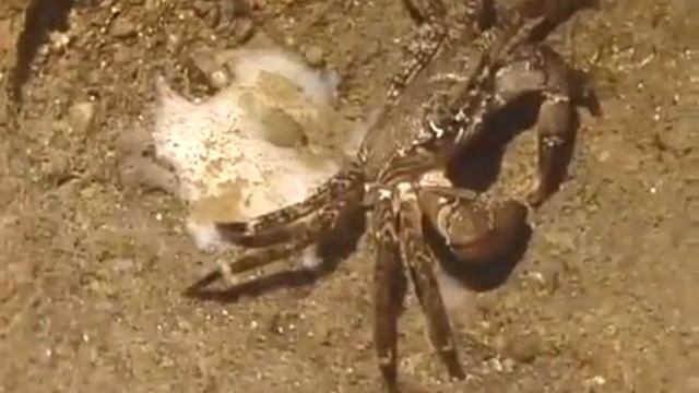 © Фауна Черного моря. Мраморный краб (Pachygrapsus marmoratus) - 05 // The fauna of the Black Sea