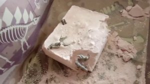 Раскопки динозавр