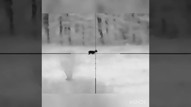 Олень в тепловизионный прицел GUIDE TU650 (320 метров)