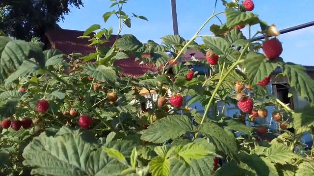 Первая малина на даче, жду внуков смотреть онлайн