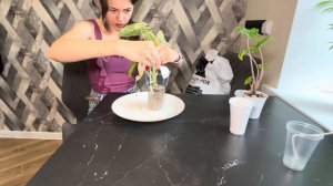 Пересадка Алоказии Мишольца вариегатной и Жаклин 🌿☘️