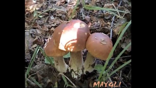 Самые красивые Белые грибы в лесу. смотреть онлайн