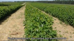 Малина ремонтантная уход и выращивание