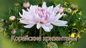 Корейские хризантемы