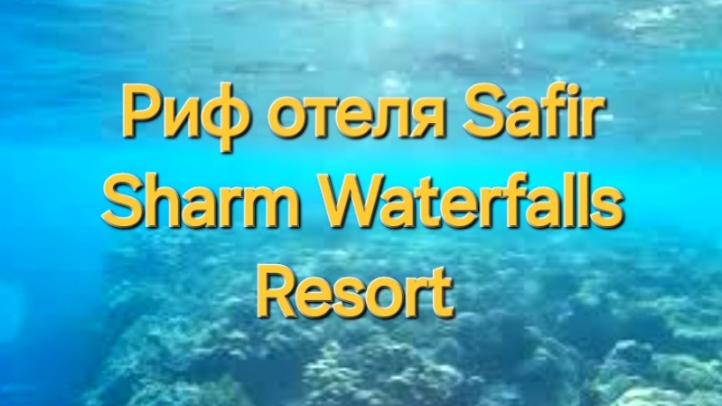 2 серия. Пляж. Рыбы хирурги. Риф отеля Safir Sharm Waterfalls Resort 5*. Шарм-эль-Шейх. Египет.