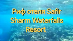 2 серия. Пляж. Рыбы хирурги. Риф отеля Safir Sharm Waterfalls Resort 5*. Шарм-эль-Шейх. Египет.