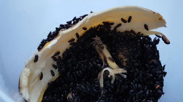 Как избавиться от клещей на жуках знахарях смотреть онлайн