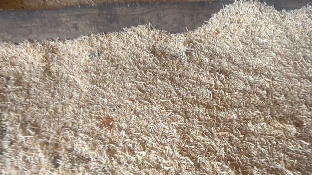 В каких условиях появляются домашние яйца на продажу