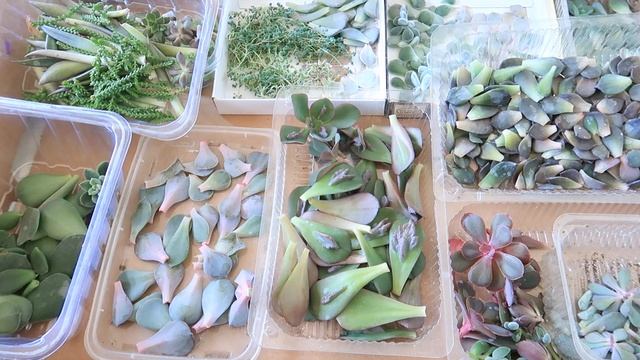 КАК получить урожай СУККУЛЕНТОВ на ПРОДАЖУ? МНОГО И БЫСТРО? ВИДЕО СНЯТО В НОЯБРЕ) смотреть онлайн