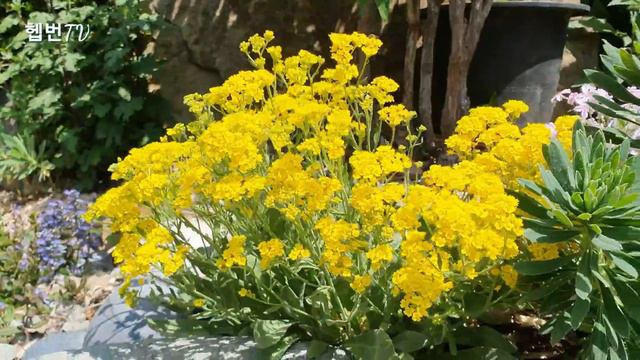 🌳 Hepburn's garden 🌳 🌼 바위알리섬 🌼 Basket-of-Gold Alyssum 🌼 통영 바다 정원 여행 🌼 смотреть онлайн