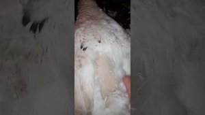 Как быстро ощипать гуся.