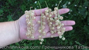 БАЯНА белоплодная смородина гигант по размерам и урожайности