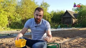 Два классных сорта лука #лук #огород #дача
