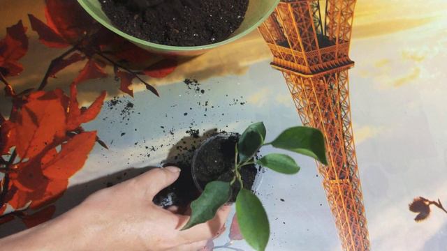 Фикус Бенджамина сорт Наташа посадка. смотреть онлайн