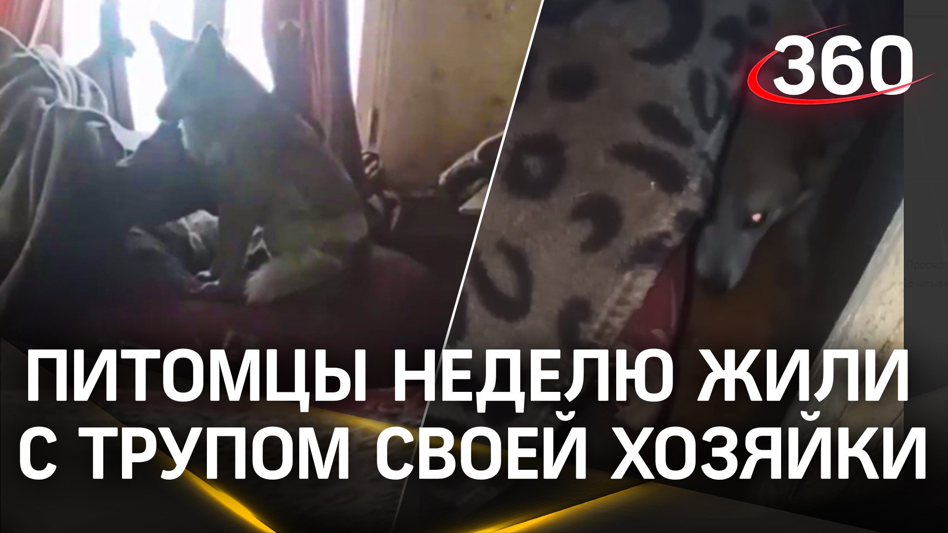 Кошки и собаки неделю жили с трупом своей хозяйки: женщина умерла в своем доме в Сухом Логе