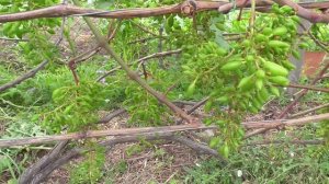 Удаление листьев затеняющих виноградную гроздь.