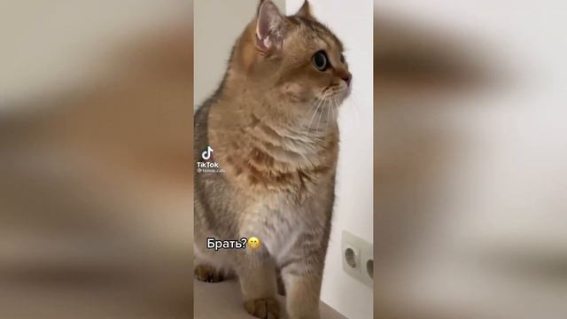 ЛУЧШИЕ ЖИВОТНЫЕ ВИДЕО НЕДЕЛИ! Забавные и милые животные