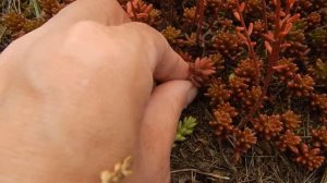 Очиток белый Sedum album