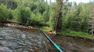 Тайга. Ловим хариус в августе 2021 . Fishing on the mountain river, #1.