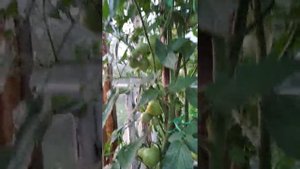 Сорт томата Интуиция / Ранний, урожайный сорт помидор