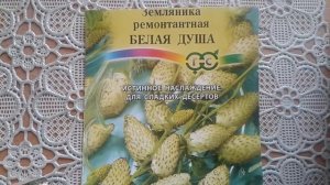 Земляника "Белая Душа"