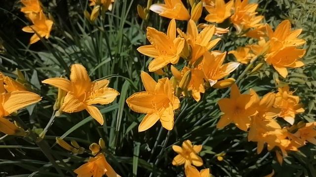 + лилейник Миддендорфа (Hemerocallis middendorfii) 14. 06.2022.mp4