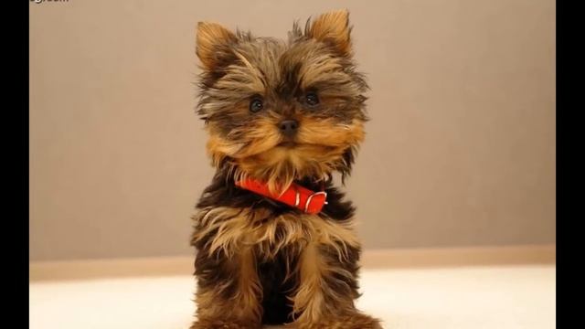 Милашки йорики смотреть онлайн