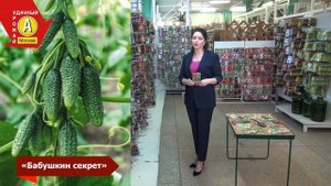 Лучший огурец для холодного лета "Бабушкин секрет"