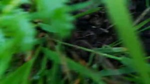 Лук шалот семейный квочка кубанская (сорт 30)