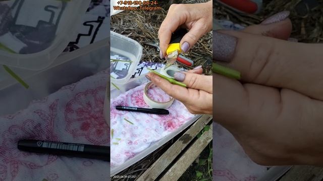 Прививка винограда зелёным в зелёное. смотреть онлайн