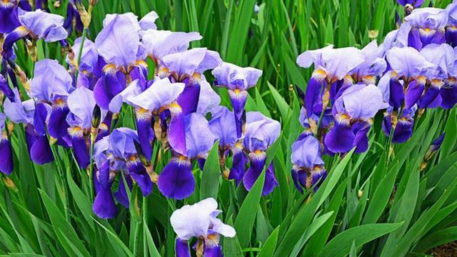 Ирисы #цветы #flower #nature #ирисы смотреть онлайн