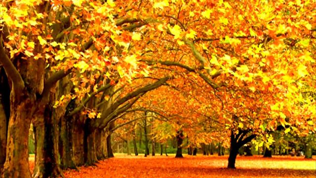 Алтын күз 1. Золотая осень. Урок казахского языка. Алтын куз. Қазақша үйрену. Қазақ тілі сабақтары смотреть онлайн