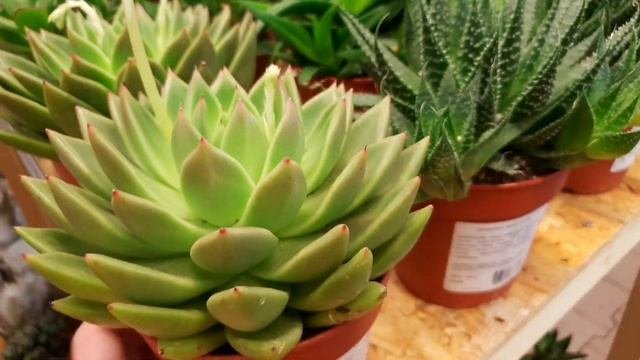 ⚘ОБИ?Новый Завоз Цветов?