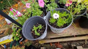 Petunia cuttings update