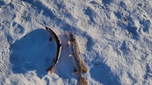 Зубастая Щука с икрой прёт в сети???